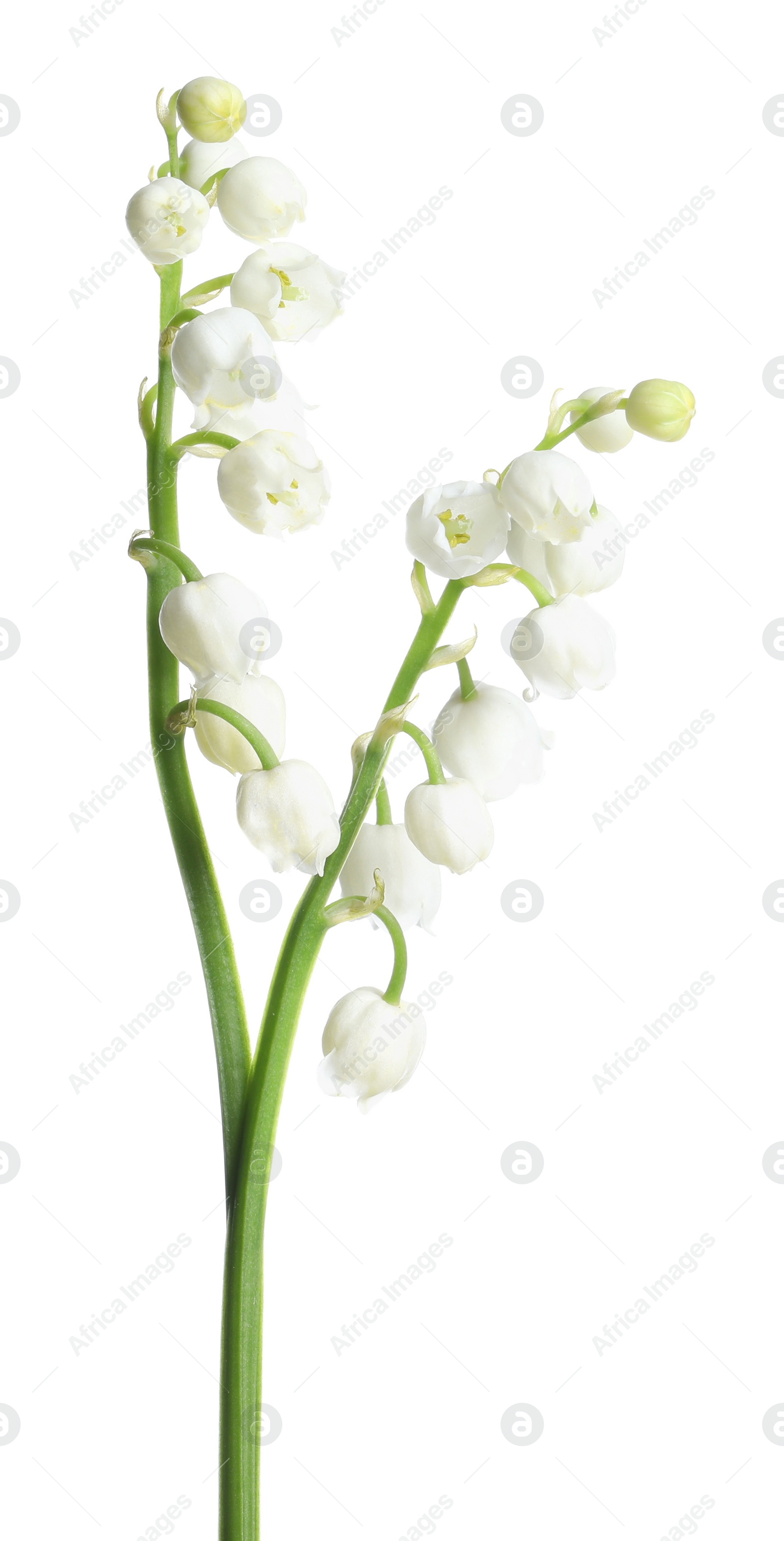 Photo of Beautiful lily of the valley flowers on white background