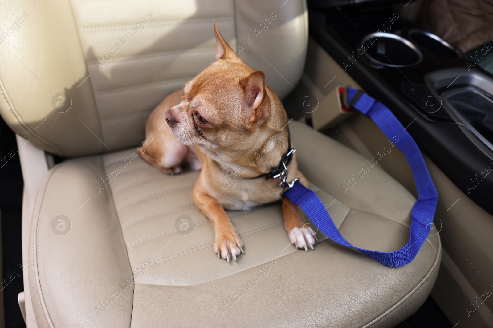 Photo of Small Chihuahua dog in car. Cute pet