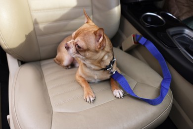 Photo of Small Chihuahua dog in car. Cute pet