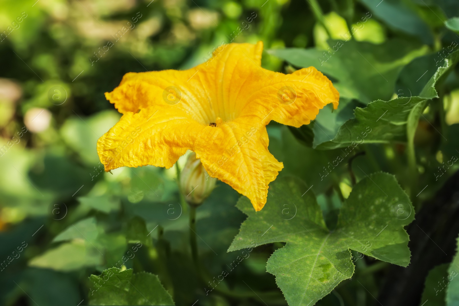 Photo of Pumpkin vine with flower and green leaves in garden, closeup