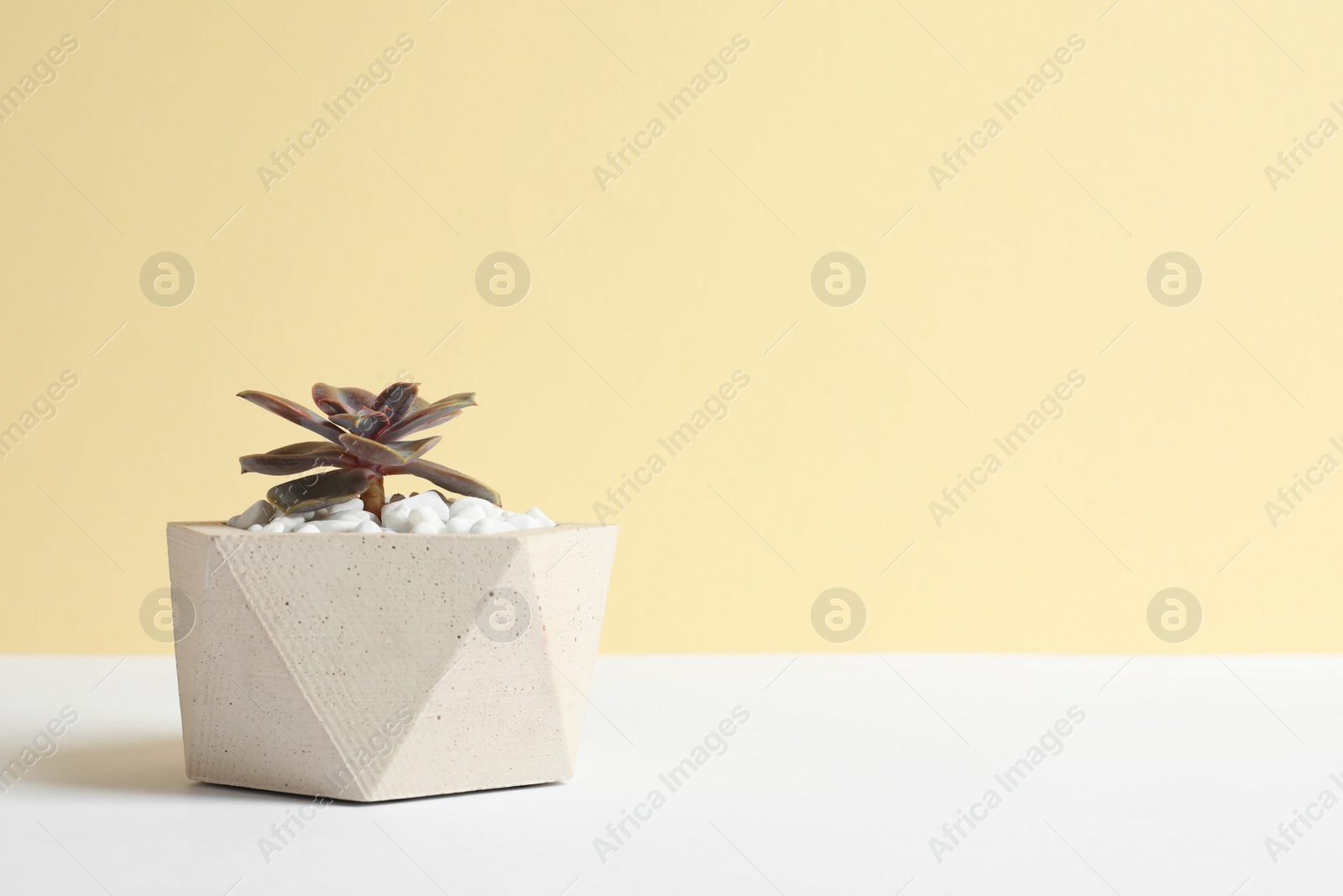Photo of Beautiful succulent plant in stylish flowerpot on table against yellow background, space for text. Home decor