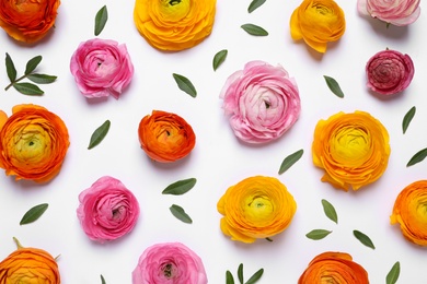 Beautiful ranunculus flowers on white background, top view