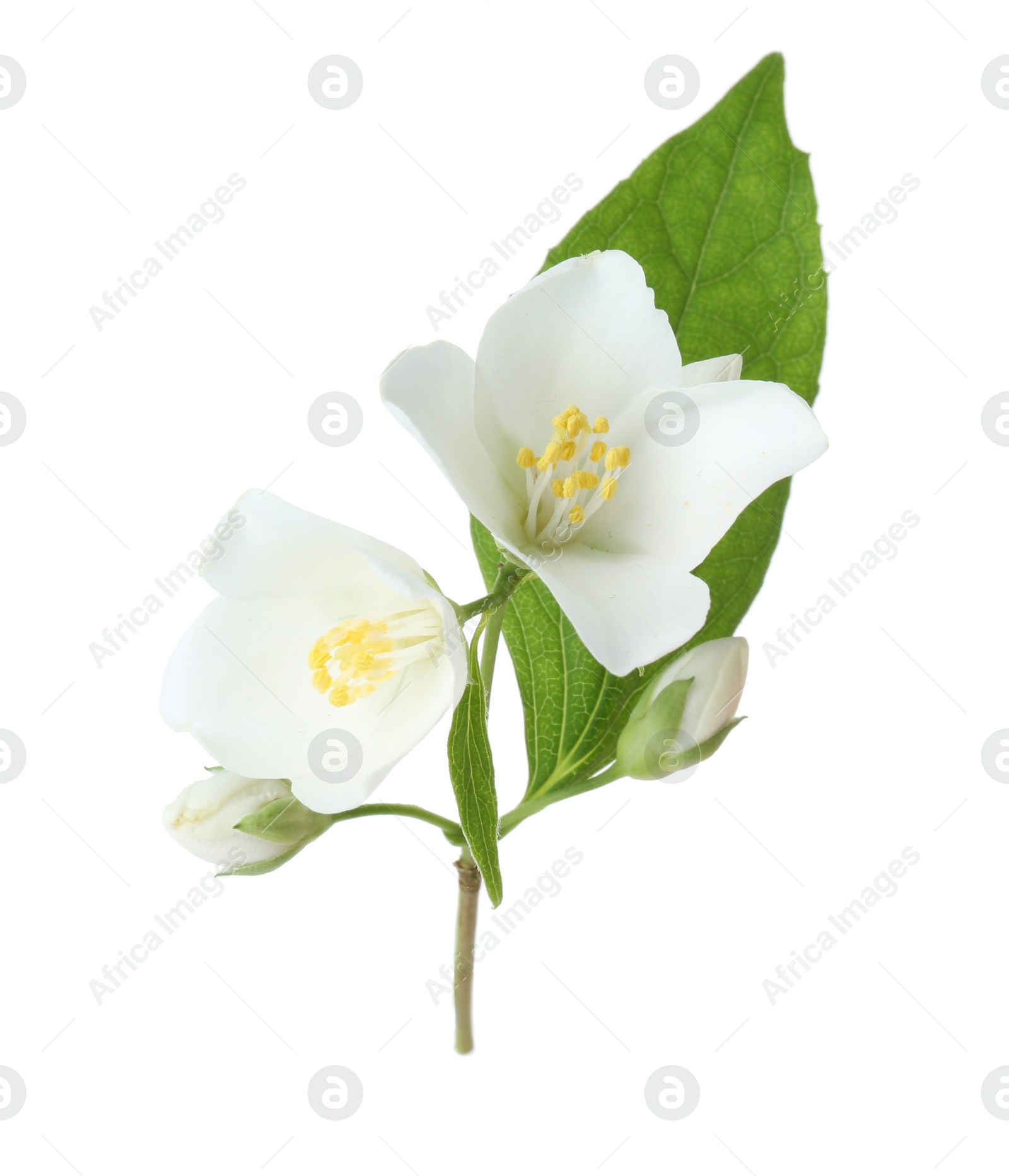 Photo of Branch of jasmine flowers and leaves isolated on white