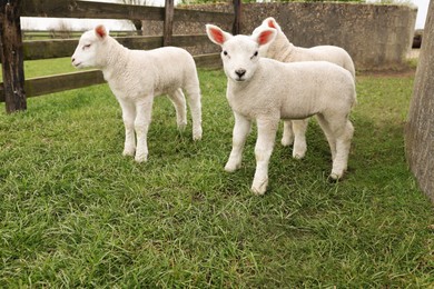 Cute lambs near wooden fence on green field