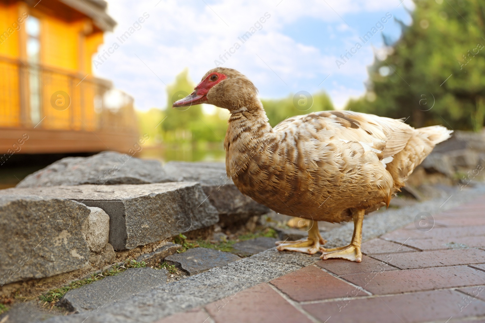 Photo of Brown duck in park on sunny day