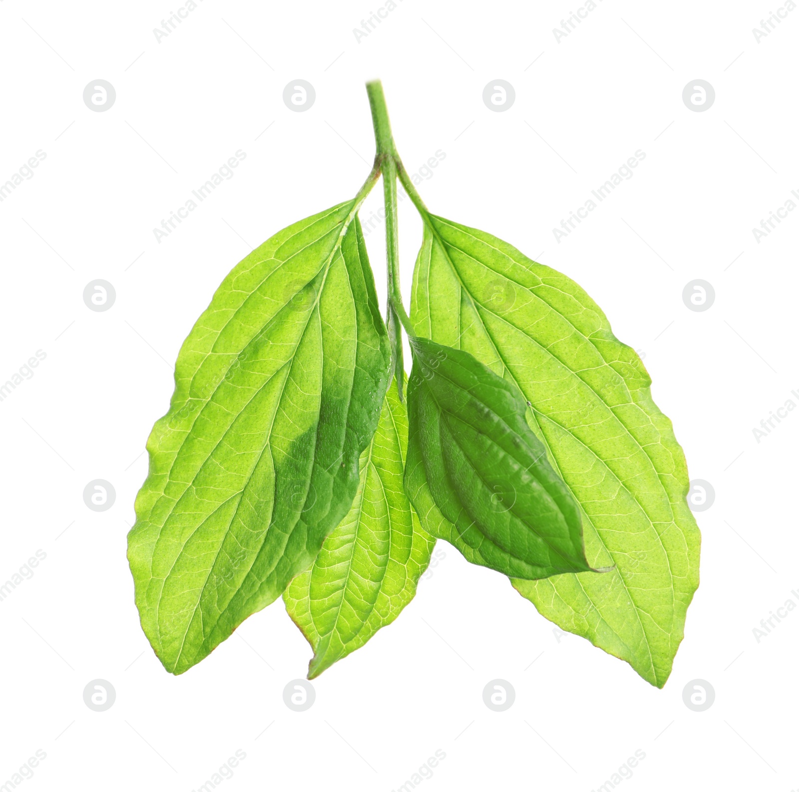 Photo of Branch with green leaves on white background