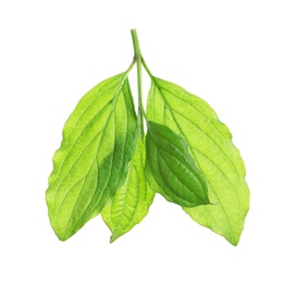 Photo of Branch with green leaves on white background