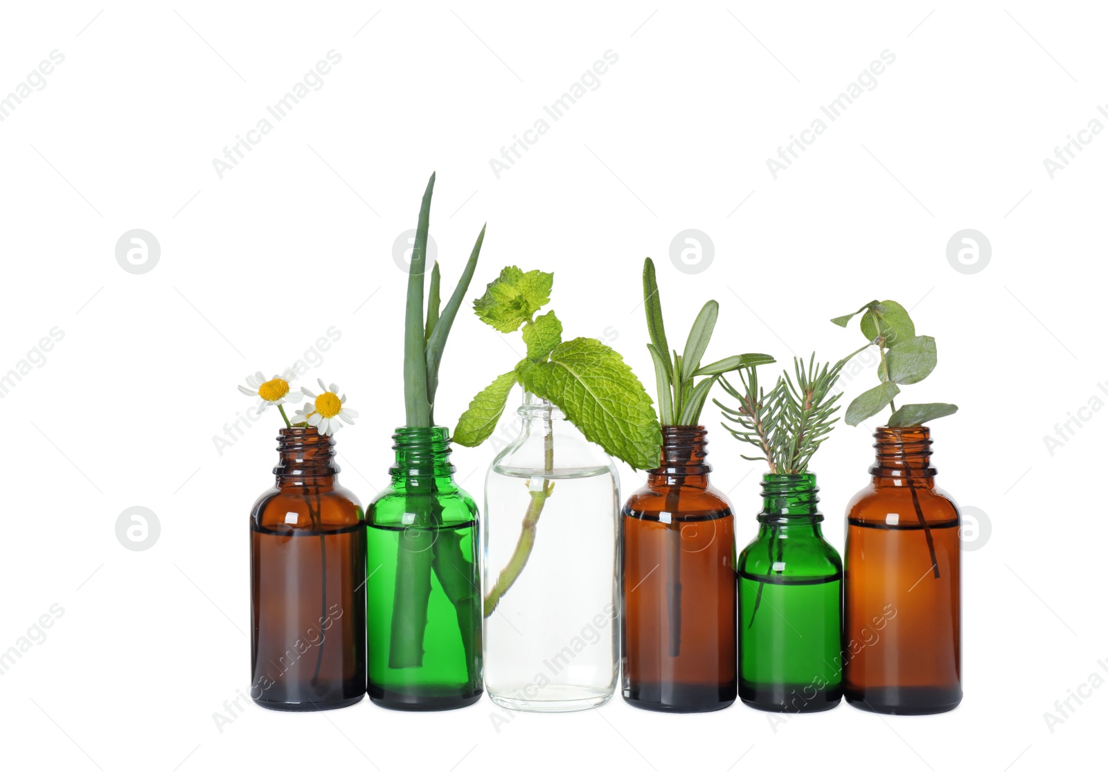 Photo of Glass bottles of different essential oils with plants on white background