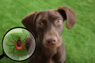 Cute dog outdoors and illustration of magnifying glass with tick, selective focus