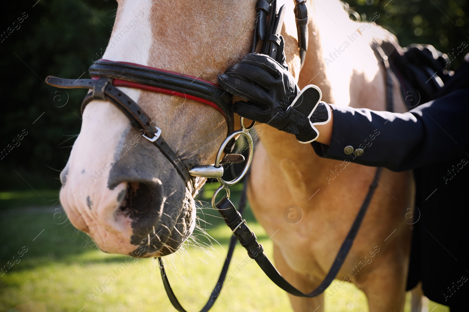 Photo of Young woman in horse riding suit and her beautiful pet outdoors on sunny day, closeup