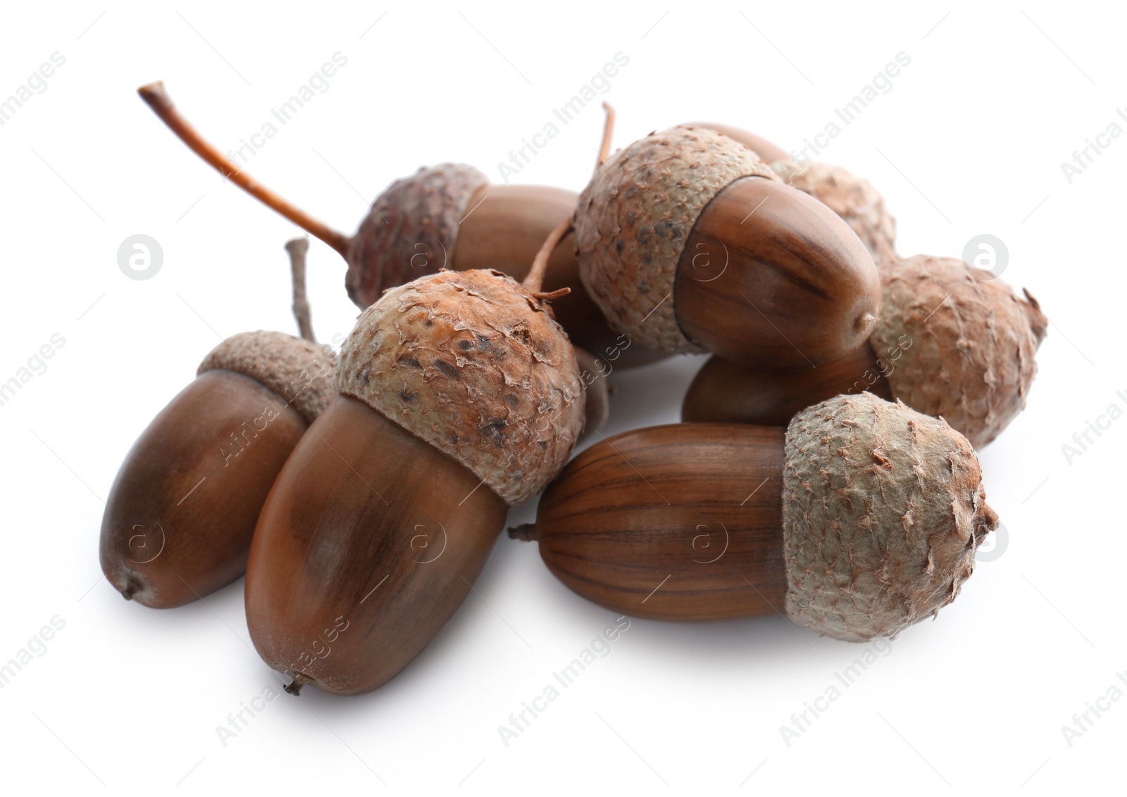 Photo of Beautiful brown acorns on white background. Oak nuts