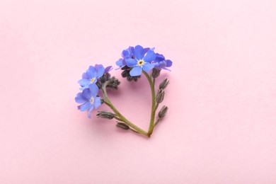 Heart of beautiful blue forget-me-not flowers on pink background, flat lay