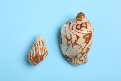 Photo of Small and big seashells on light blue background, flat lay. Pareto principle concept