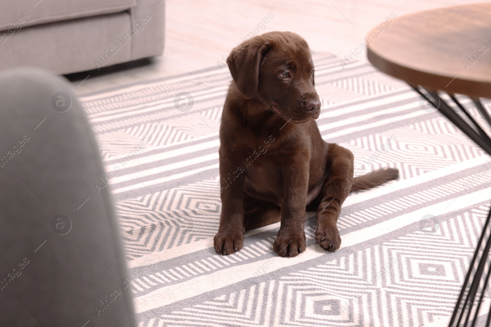 Photo of Cute chocolate Labrador Retriever puppy on rug at home. Lovely pet