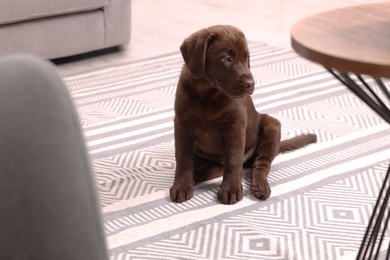 Cute chocolate Labrador Retriever puppy on rug at home. Lovely pet