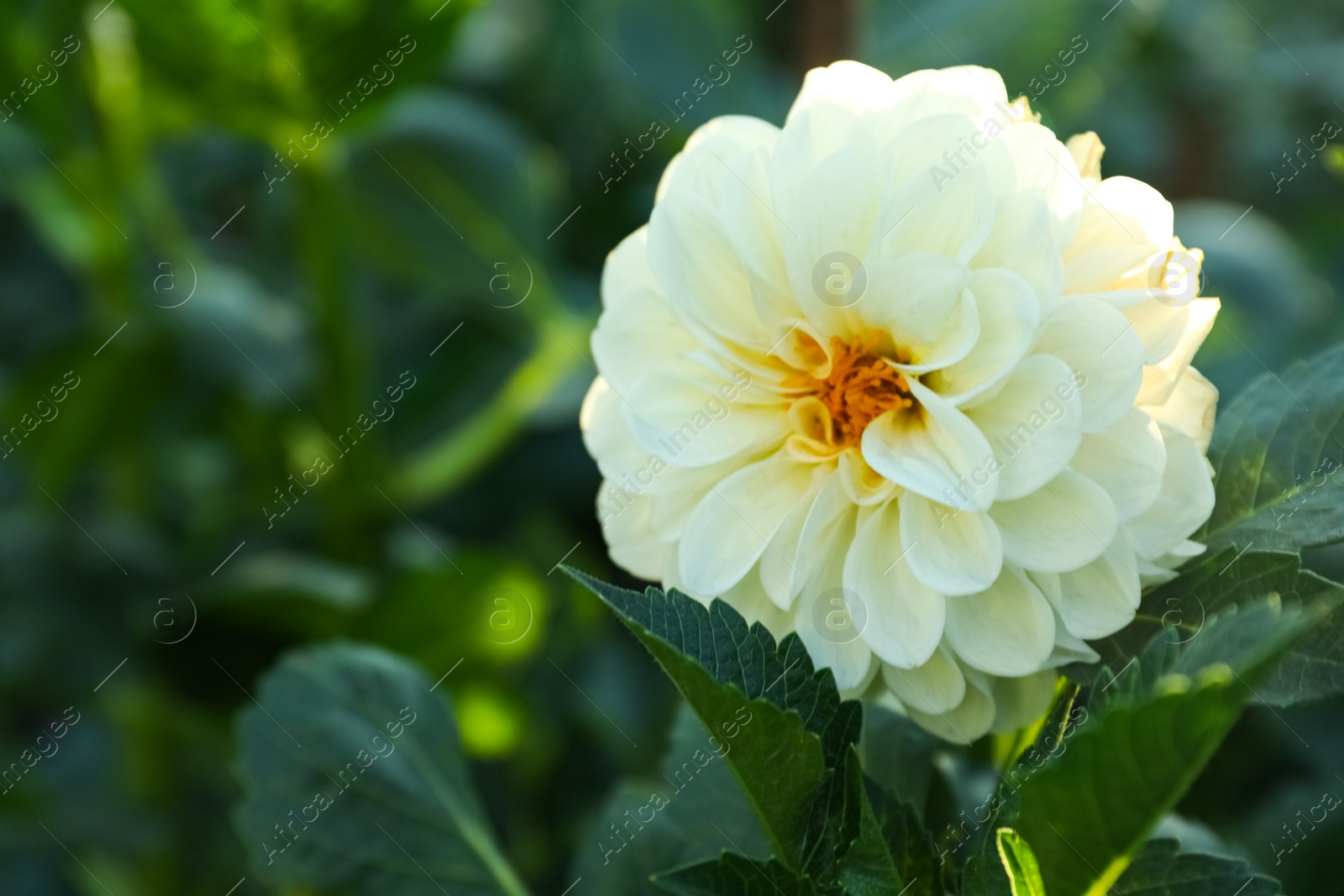 Photo of Beautiful blooming white dahlia flower in green garden, closeup