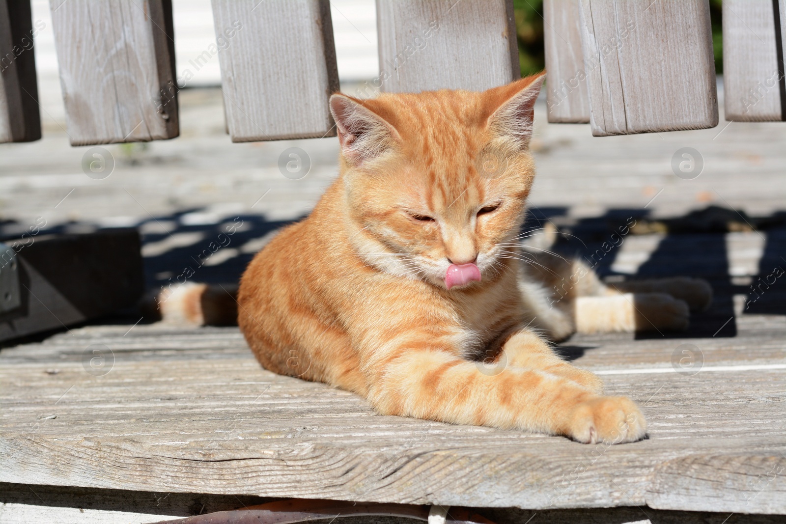 Photo of Lonely stray cat outdoors on sunny day. Homeless pet