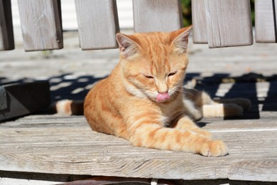 Photo of Lonely stray cat outdoors on sunny day. Homeless pet