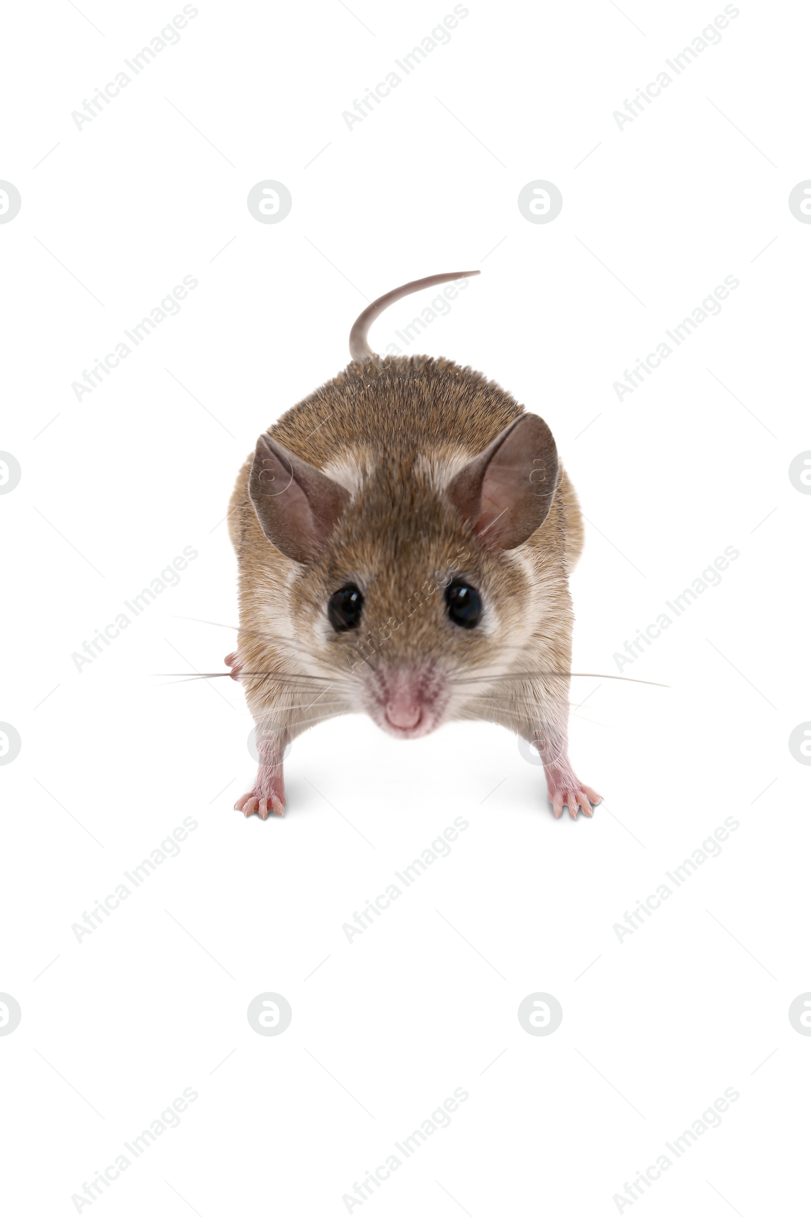 Photo of Small cute spiny mouse on white background