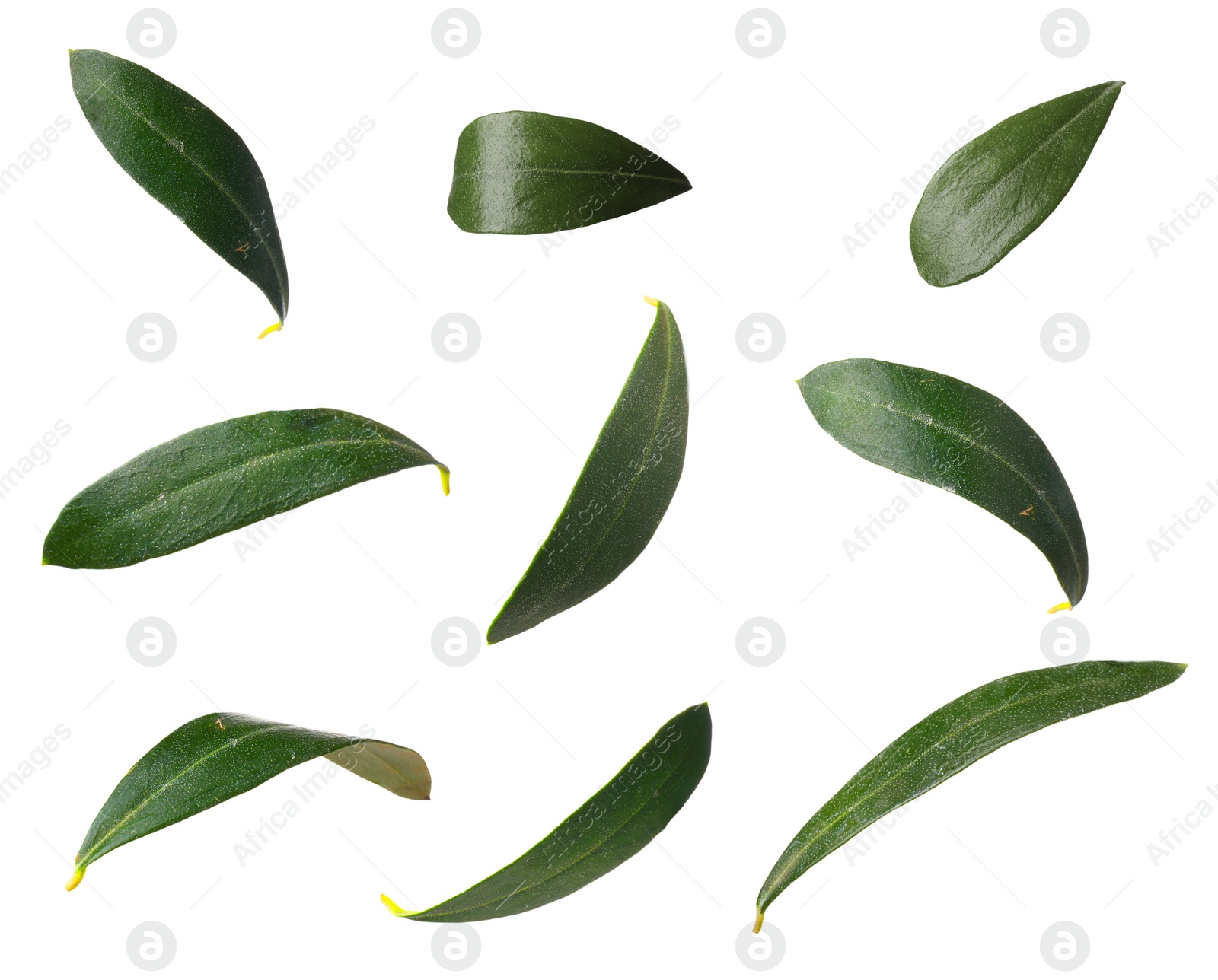 Image of Set with fresh green olive leaves on white background