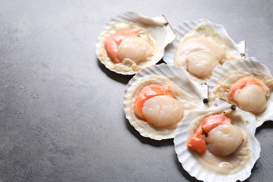 Many fresh raw scallops in shells on grey table