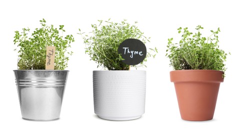 Thyme plants growing in different pots isolated on white