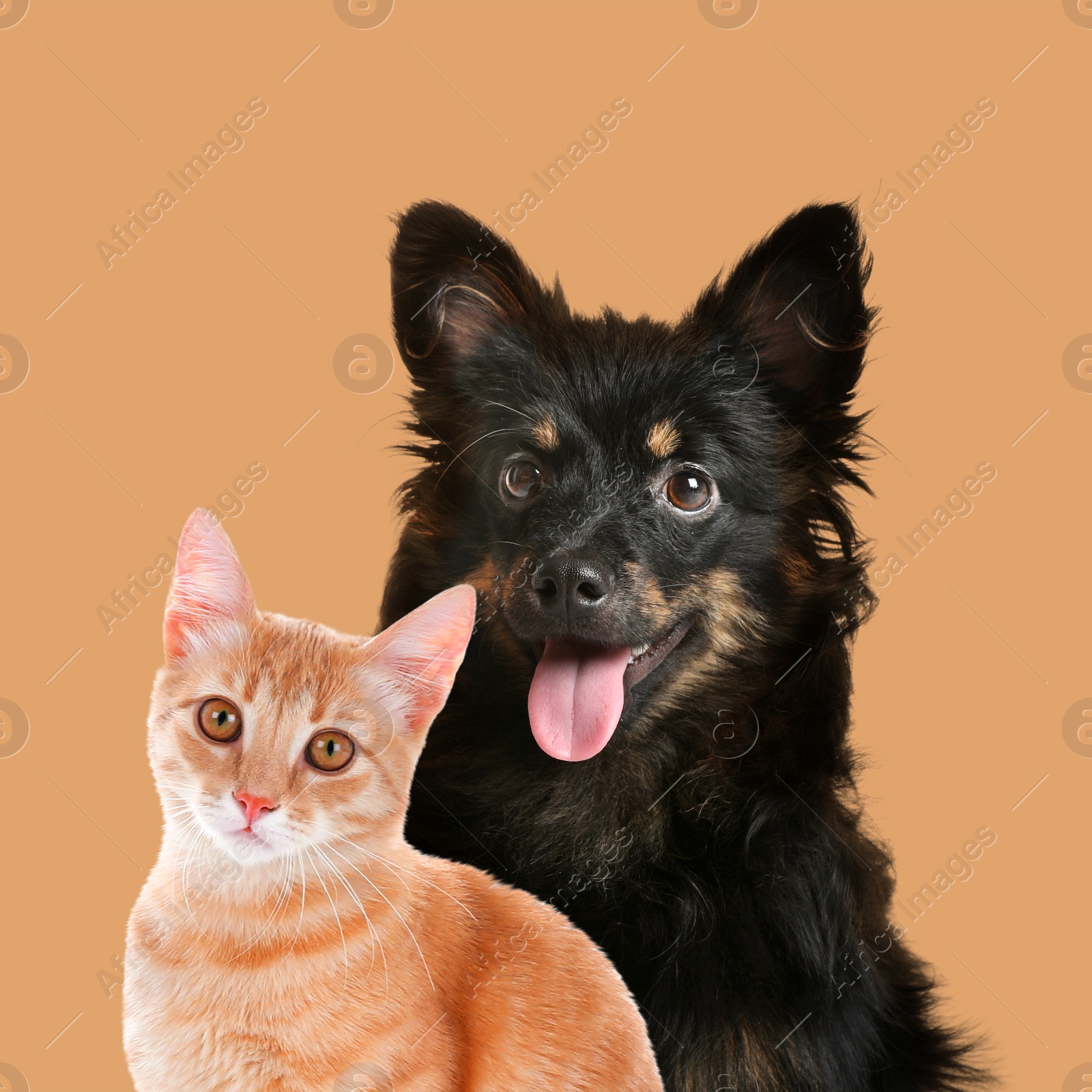 Image of Happy pets. Cute long haired dog and tabby cat on pale orange background