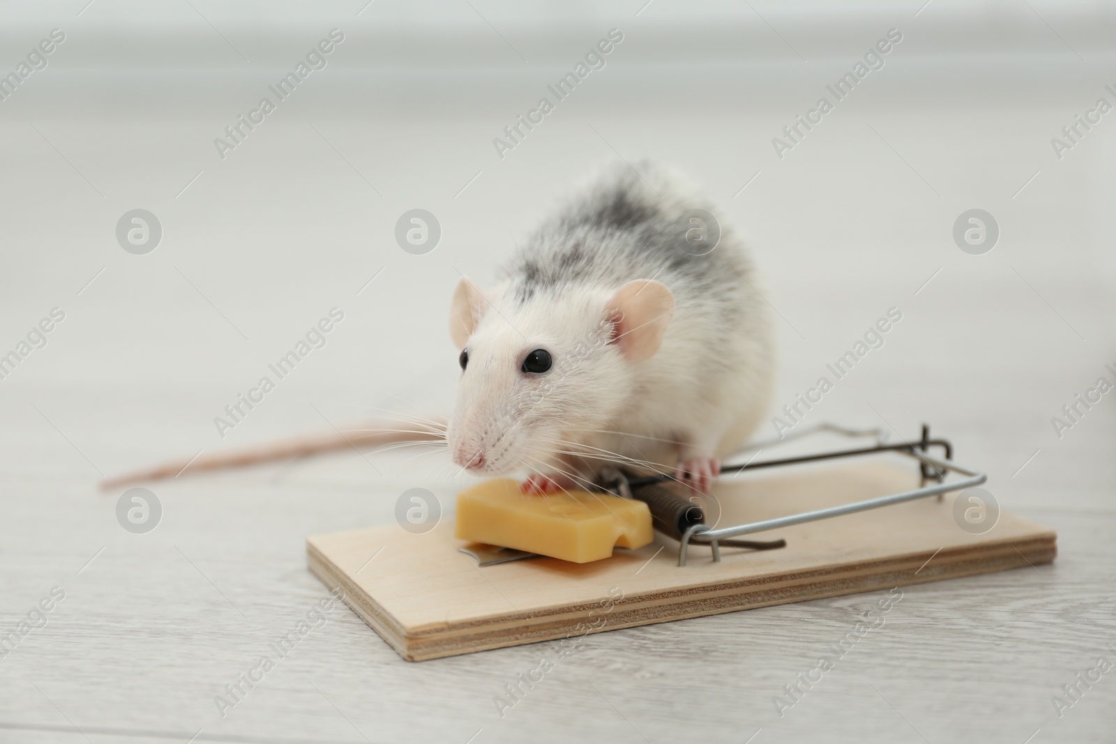 Photo of Rat and mousetrap with cheese indoors. Pest control