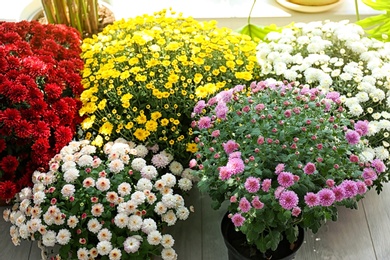 Photo of Assortment of beautiful blooming chrysanthemum flowers in shop