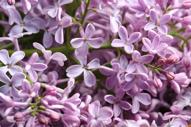 Photo of Beautiful blossoming lilac as background, closeup. Spring flowers