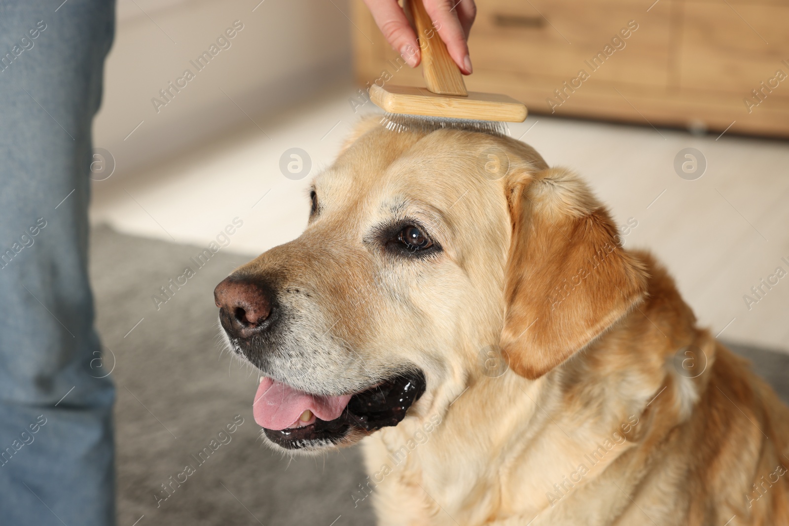 Photo of Woman brushing cute Labrador Retriever dog at home, closeup