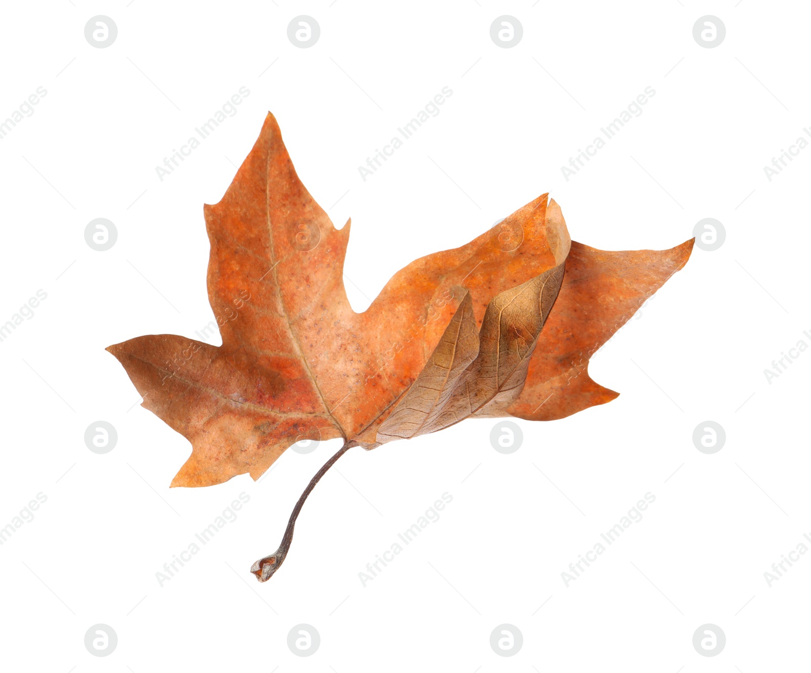 Photo of Dry leaf isolated on white. Autumn season