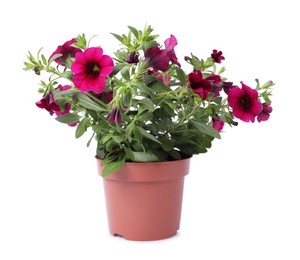 Photo of Beautiful blooming petunia flower in pot isolated on white