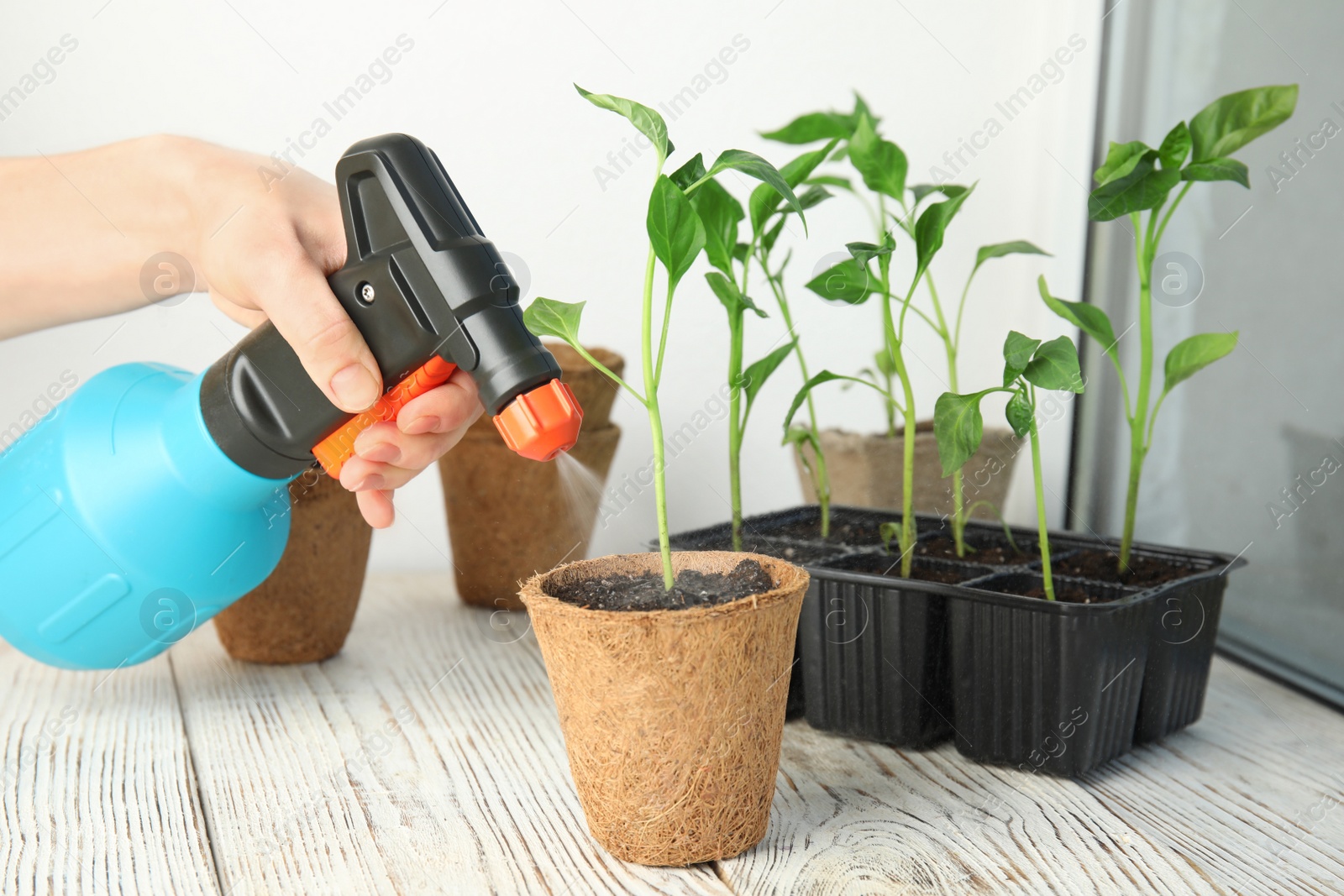 Photo of Woman spraying vegetable seedlings on wooden window sill, closeup