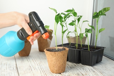 Woman spraying vegetable seedlings on wooden window sill, closeup