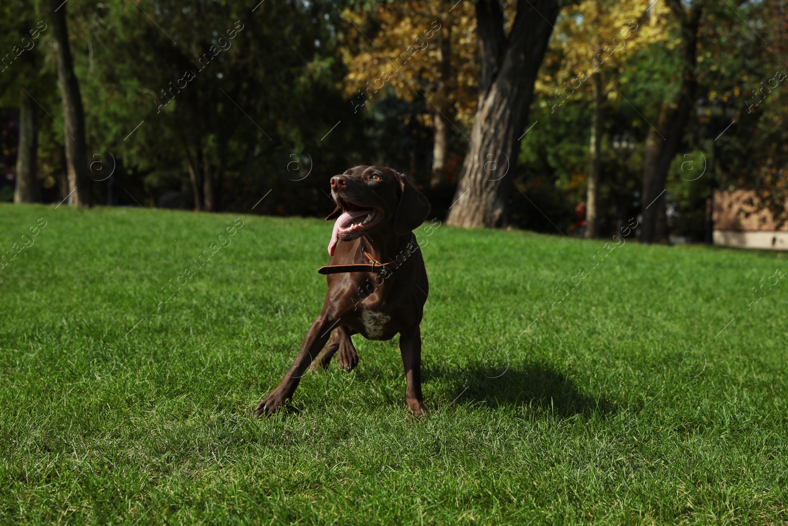 Photo of Cute German Shorthaired Pointer dog playing in park