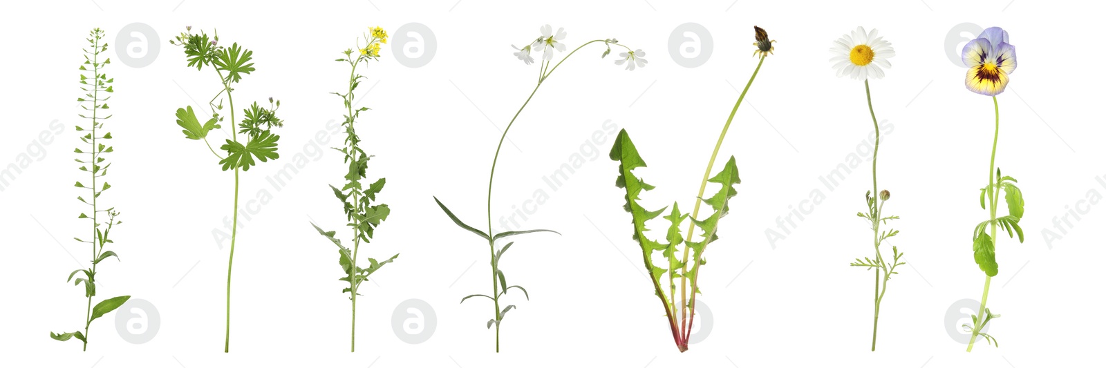 Image of Collection of different beautiful wild flowers on white background. Banner design