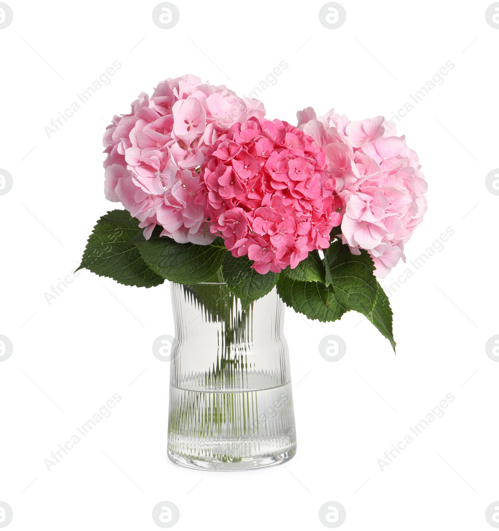 Photo of Bouquet with beautiful hortensia flowers isolated on white