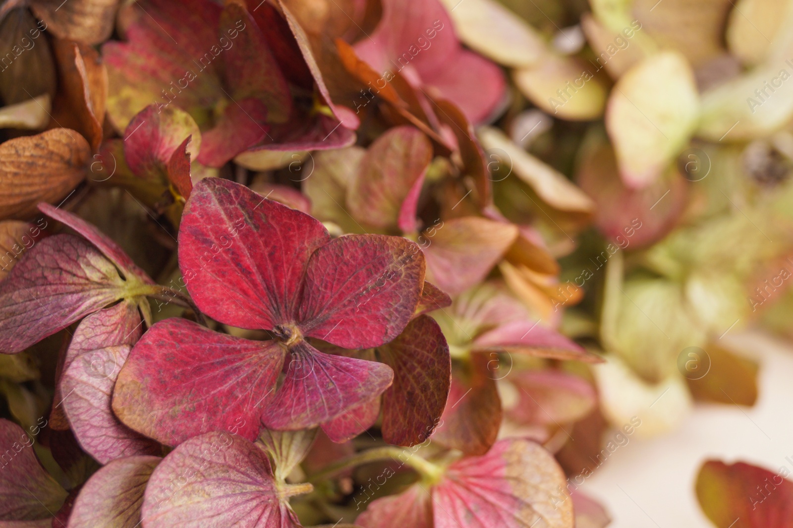 Photo of Beautiful hortensia flowers on white background, closeup. Space for text