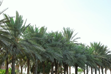 Beautiful palms with green leaves on sunny day