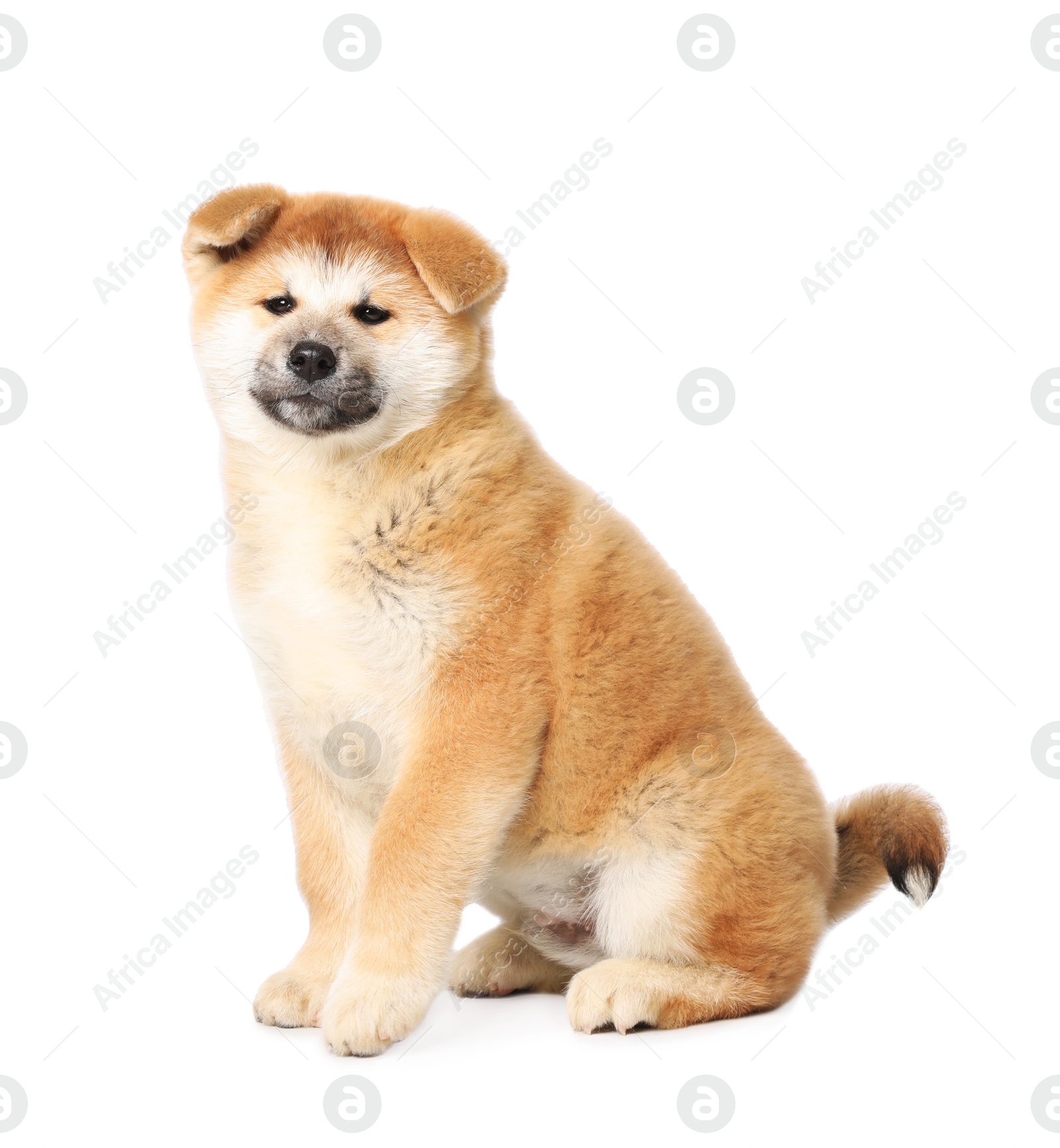 Photo of Cute Akita Inu puppy on white background. Baby animal