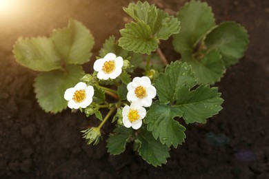 Beautiful blooming strawberry plants with water drops growing in soil, top view