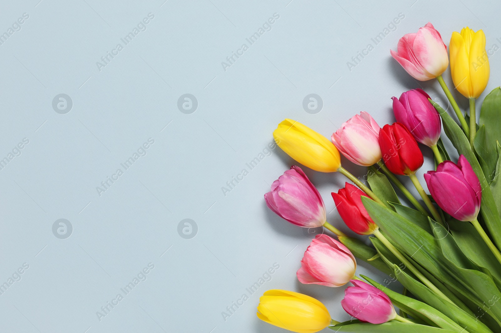 Photo of Beautiful colorful tulip flowers on light grey background, flat lay. Space for text
