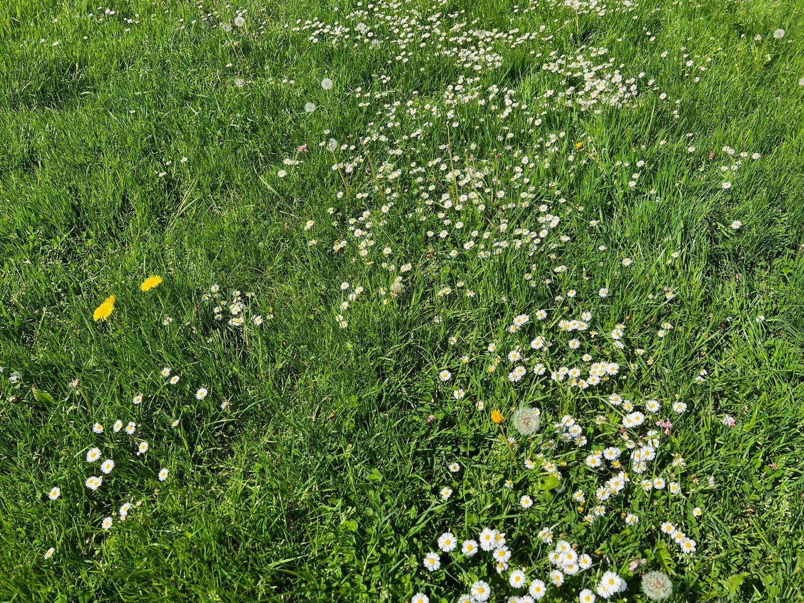 Photo of Beautiful white daisy flowers, dandelions and green grass growing in meadow