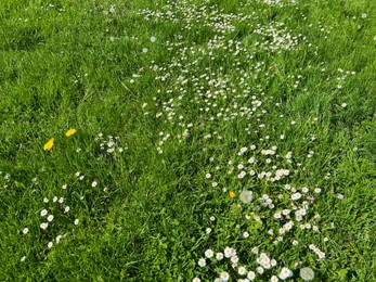 Photo of Beautiful white daisy flowers, dandelions and green grass growing in meadow