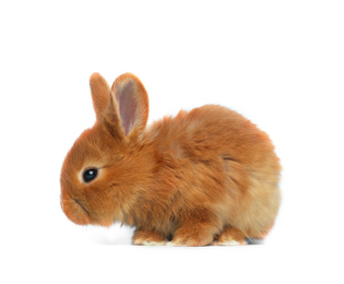 Adorable fluffy Easter bunny on white background