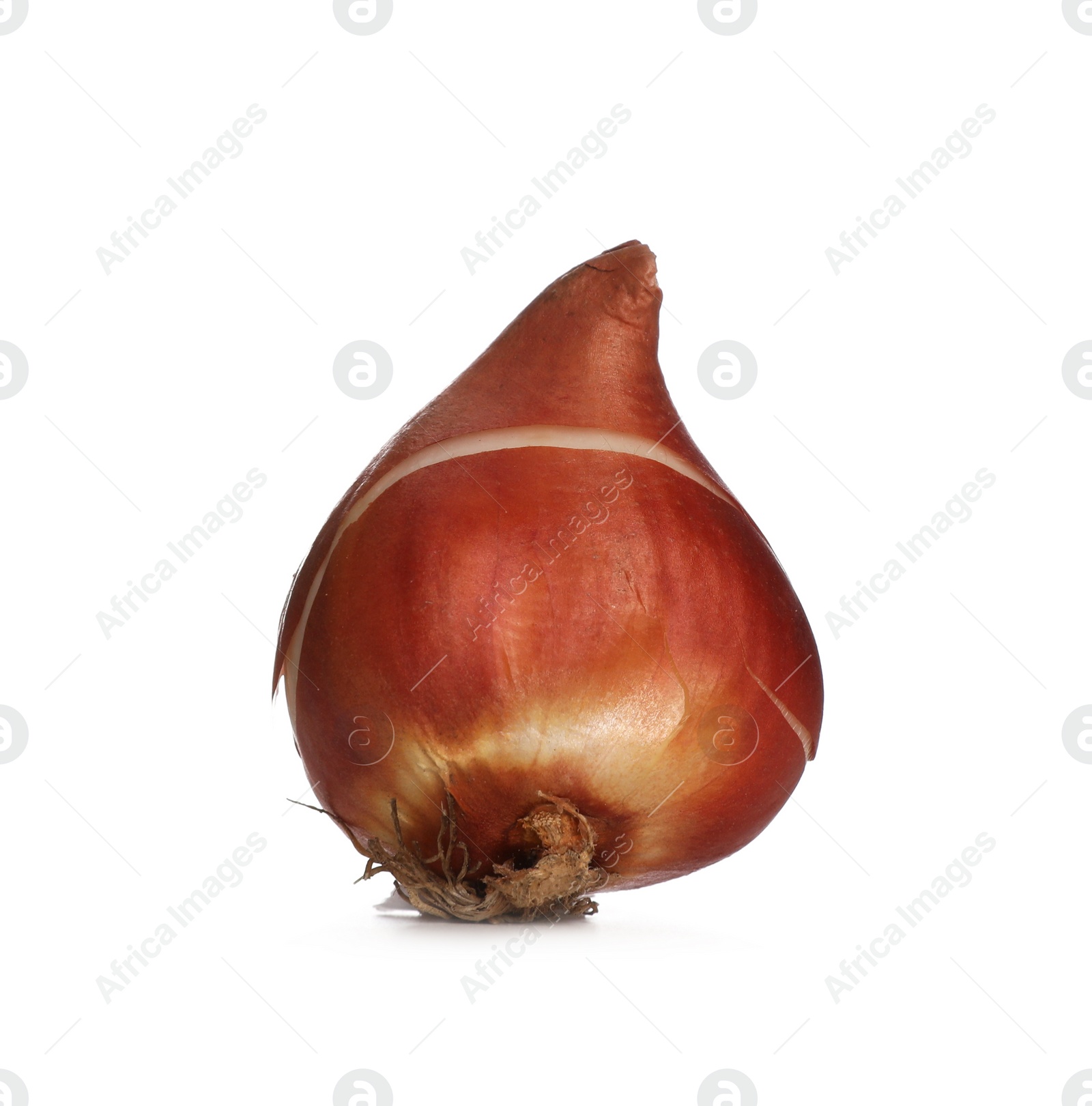 Photo of Tulip bulb isolated on white. Gardening season