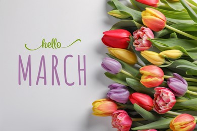 Image of Hello March card. Beautiful colorful tulips on light grey background, top view