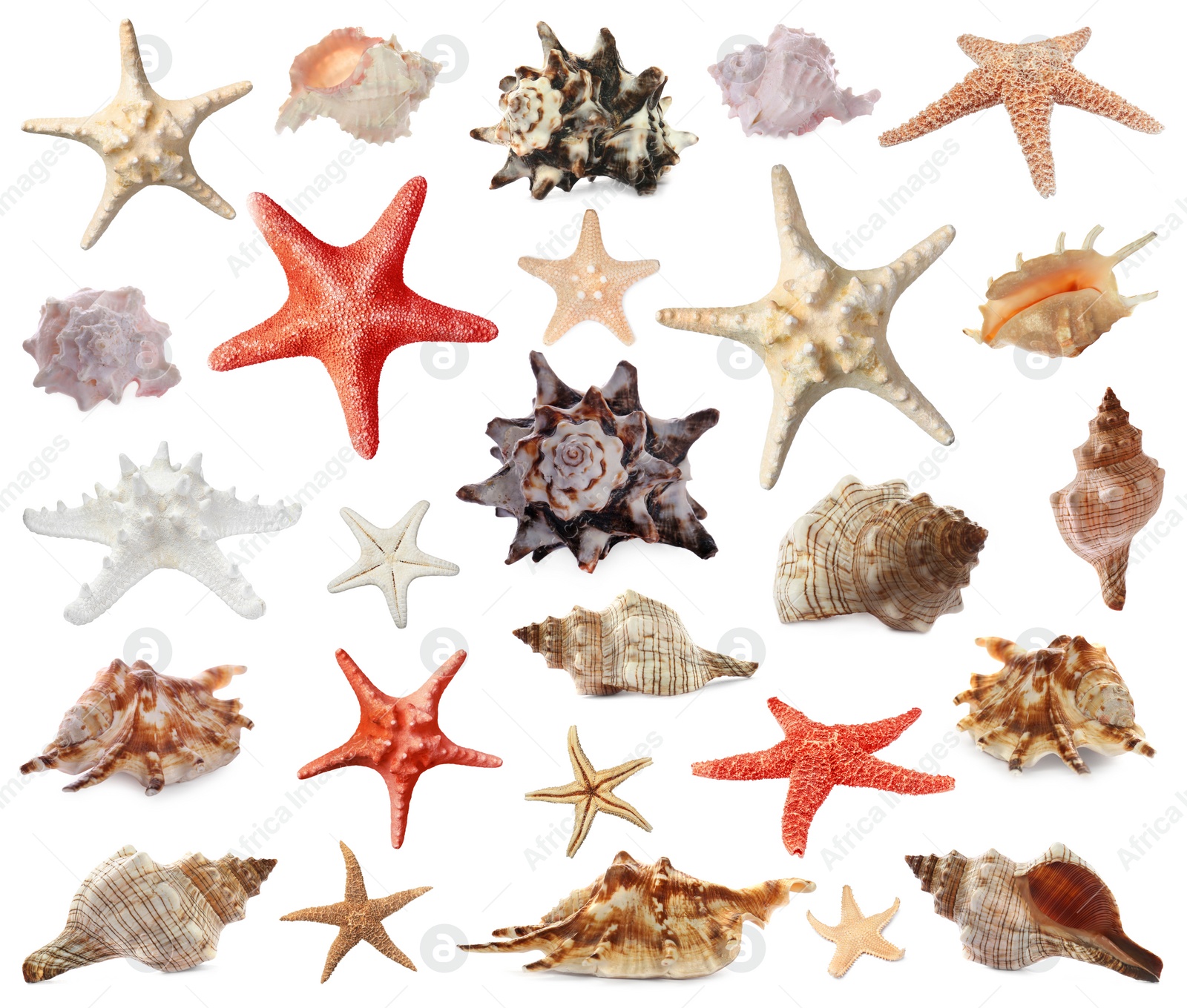 Image of Collection of different beautiful sea stars and shells on white background