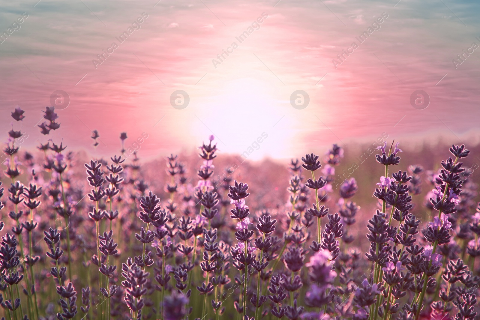 Image of Beautiful lavender meadow at sunset, selective focus